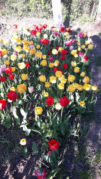 Bulbi de lalele -MIX circumferinta 12/13/14; 10/11; 7/8