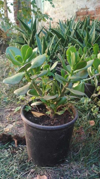 Алое Вера /Aloe Vera/ и Дърво на живота /Красула/ - растения в саксии