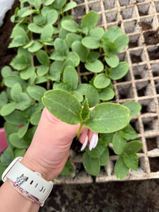 Разсад корнишони  F1