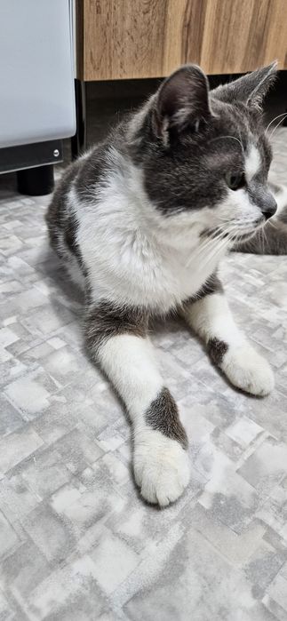 кот Мявкус, кастрирован