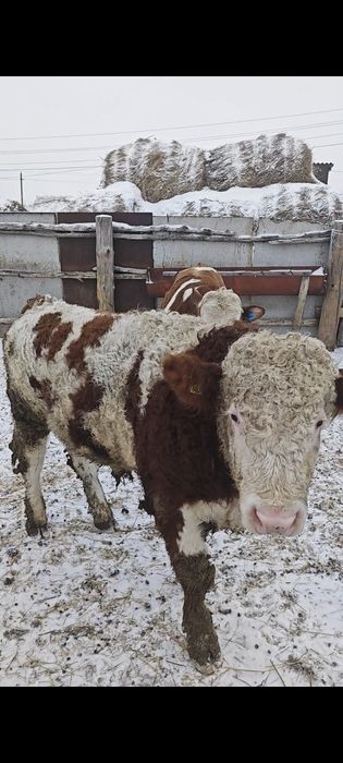 Бычки симменталы