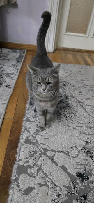 Беременная кошка, в хорошие руки