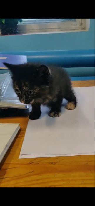 Спасите котенка SOS !!