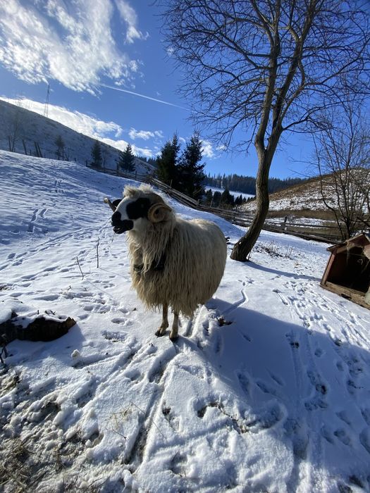 Vand berbec tanar Mior