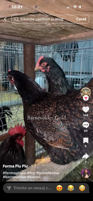 Gaini Australorp/Wyandotte si Barnevelder Gold de vanzare
