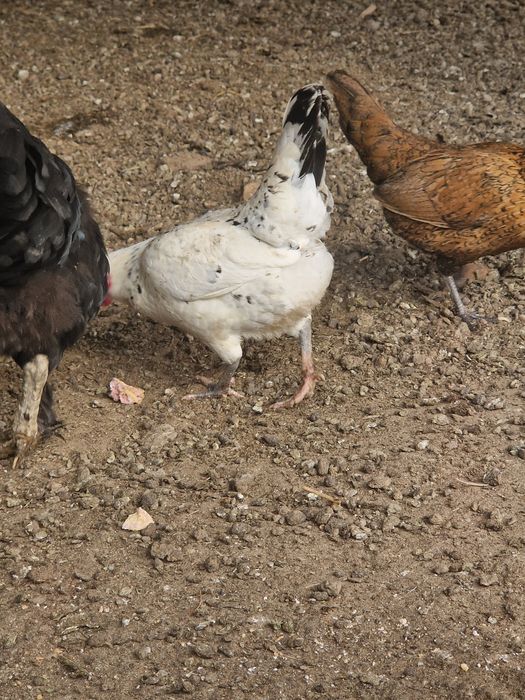 Карликовые  бетнамки