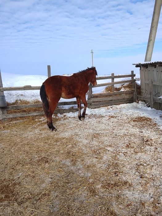 Продам лошадь- жеребца