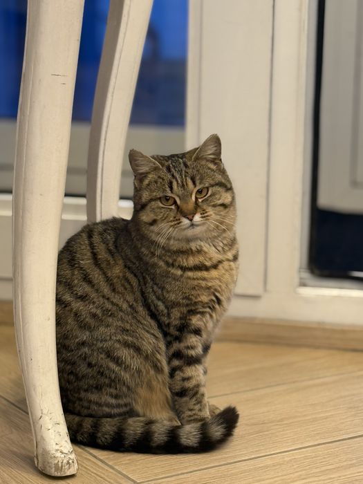 Кошка по имени Соня