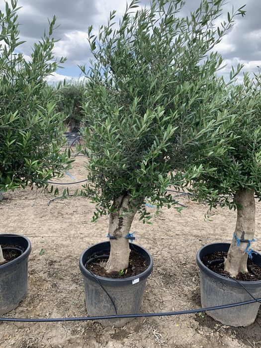 Maslin Olea Europaea pe rod