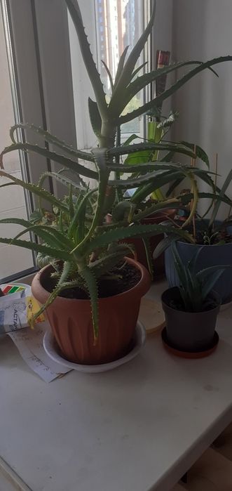 Цветы, Китайская роза.