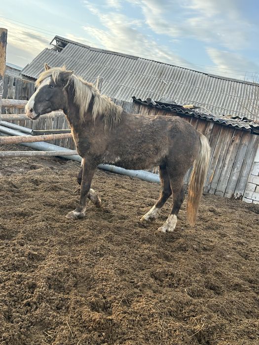 Жеребец , айгыр