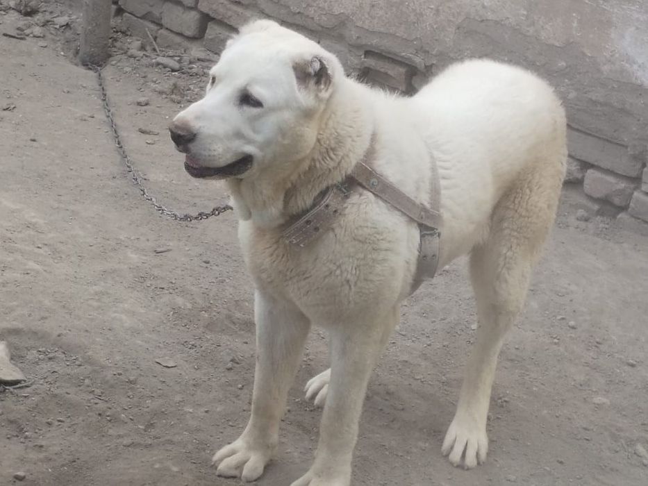 Собака вязка алабай