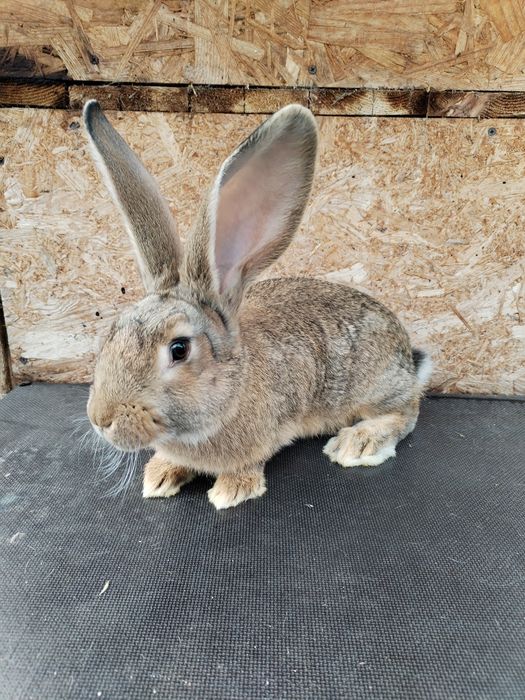 Vând iepuri uriaș german de 3luni  numai masculi.