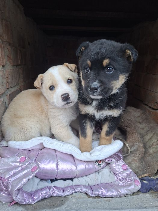 Отдам щенка девочка и мальчик