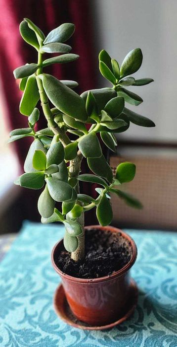 Денежное дерево.