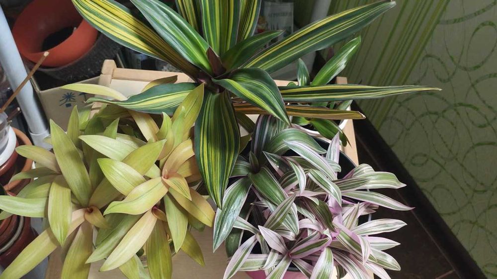 Прелестный Сортовой полосатый Рео Vittata - коллекционный!