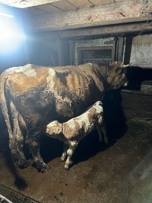 Vacă de trei viței de vânzare