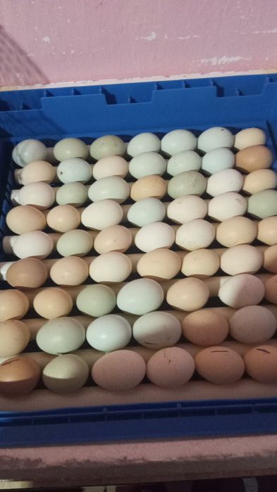 Жумыртка заказ кабылдаймын