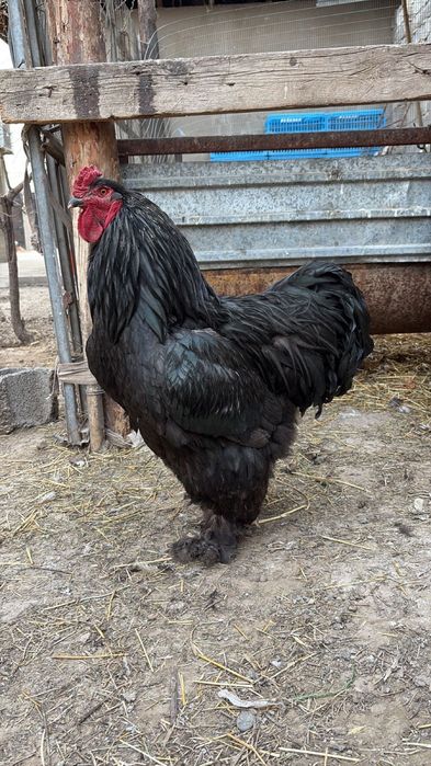 Инкубационые яйца на заказ