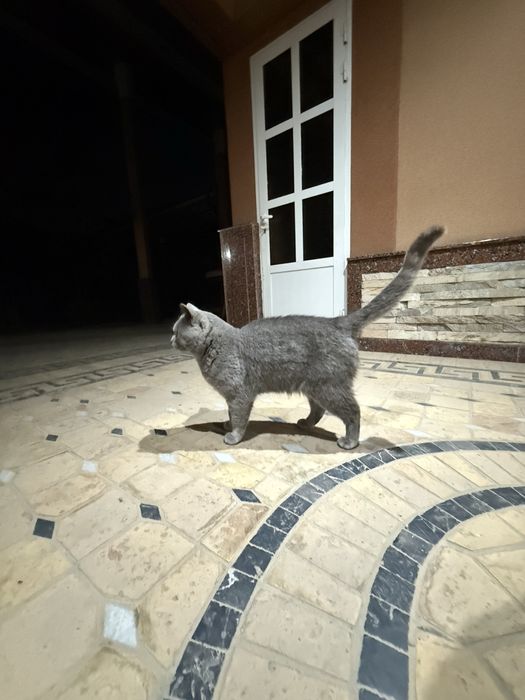 skotish strayt  juda aqli  haraktri zor