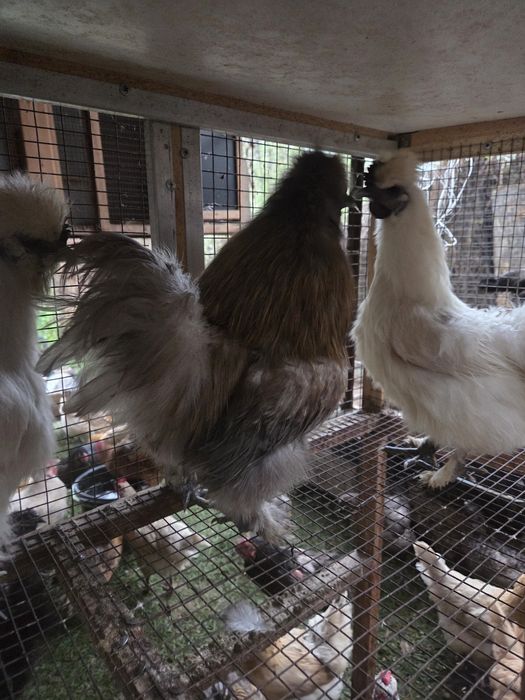 Семья китайских шелковых.