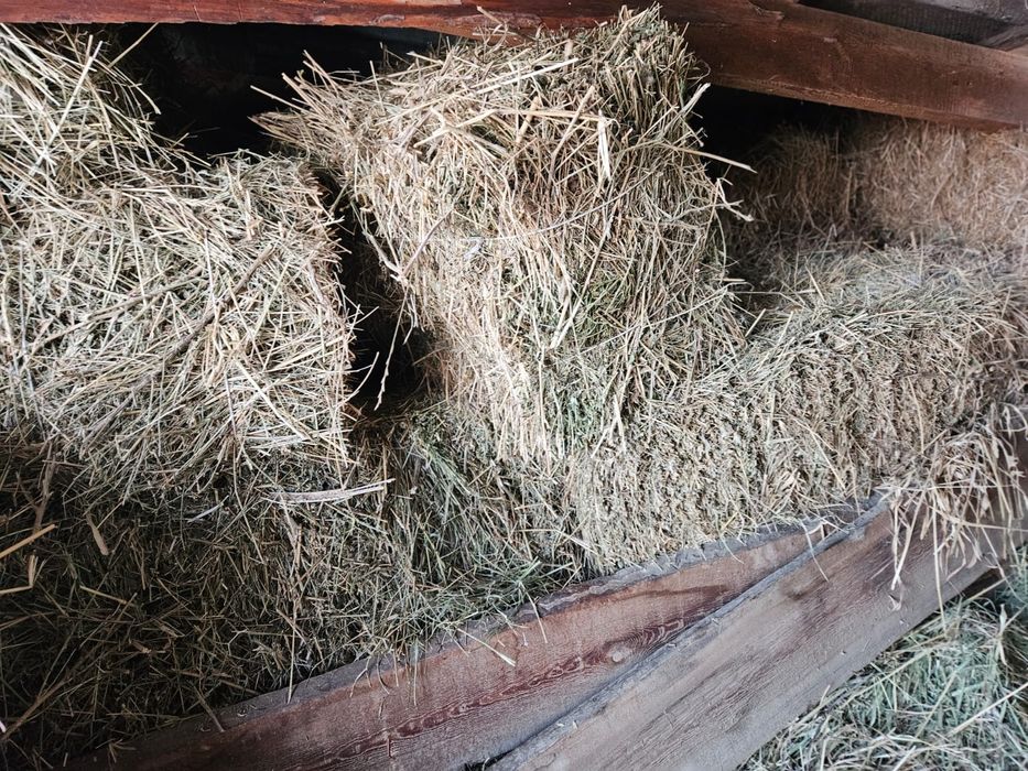 Сено в тюках клевер