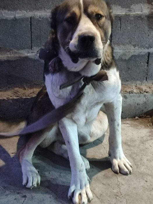 Продам кобеля три года активен