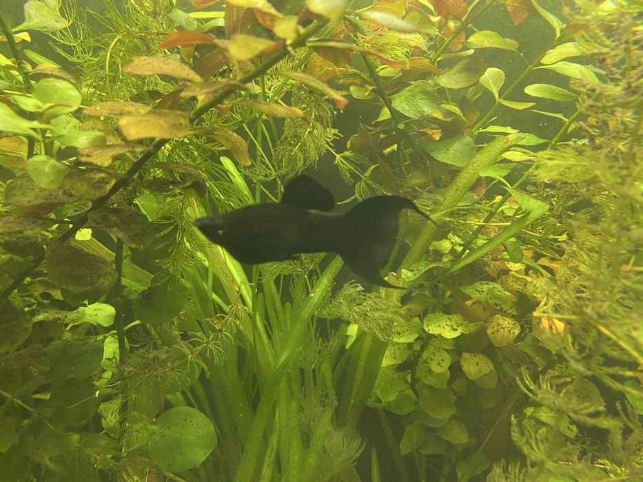 Молинезия черная