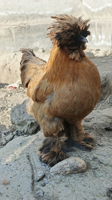 Корейский япон товук тухумлари