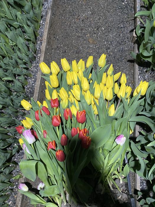 Тюльпаны оптом оптом оптом