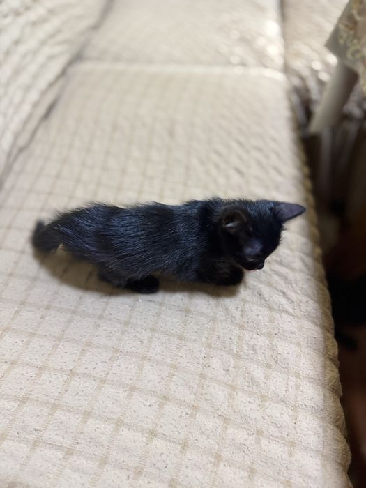 Котенок отдам даром