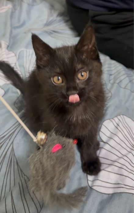 Отдаю котенка в добрые руки!!!