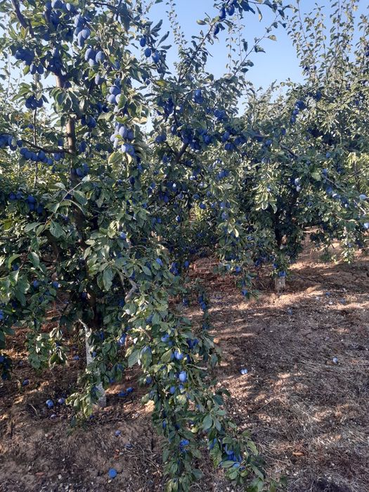 Prune de vanzare
