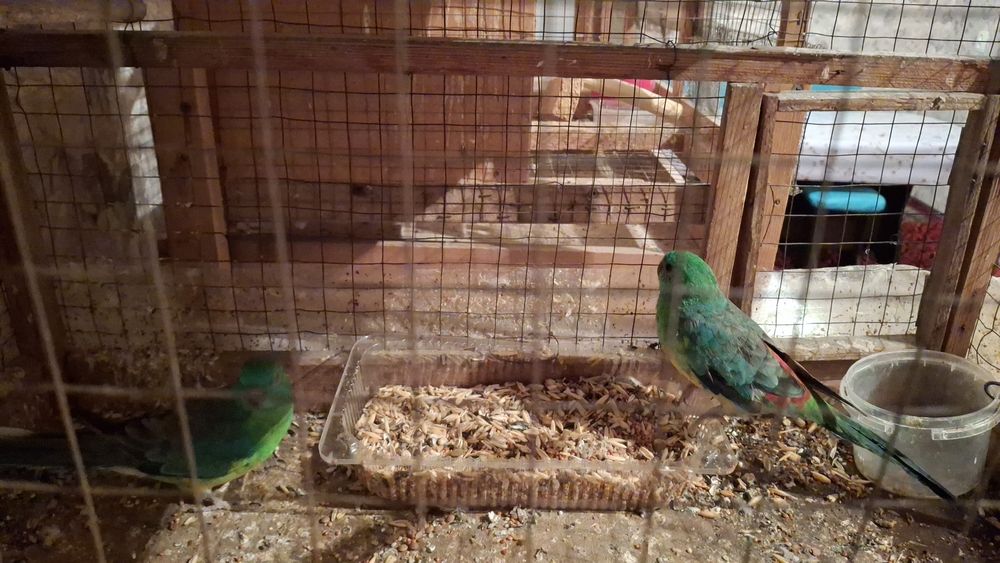 Продаются попугайи