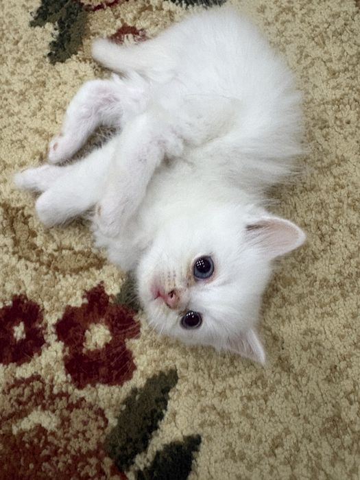 Отдам котят в добрые руки