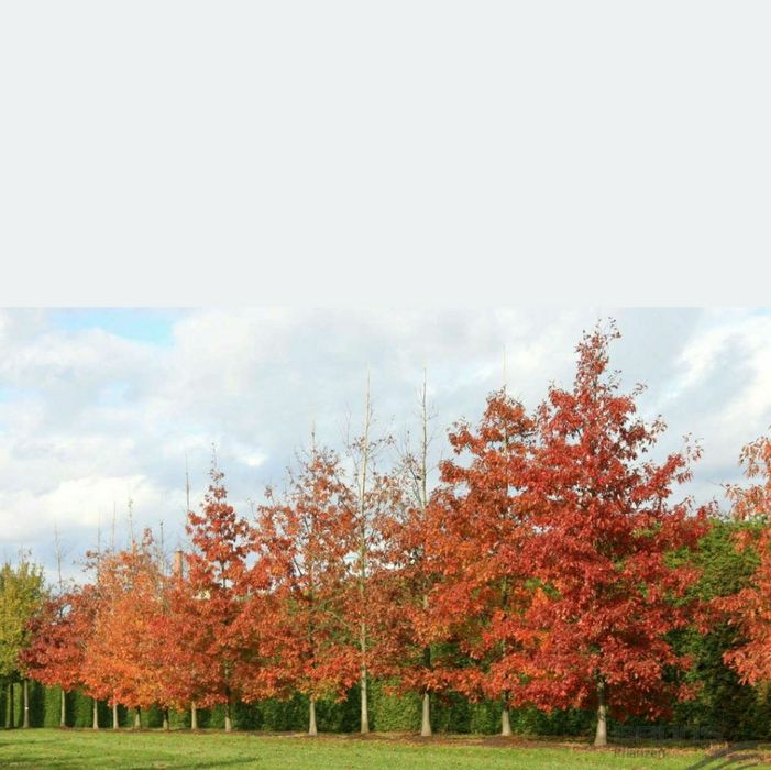 Stejar Rosu American