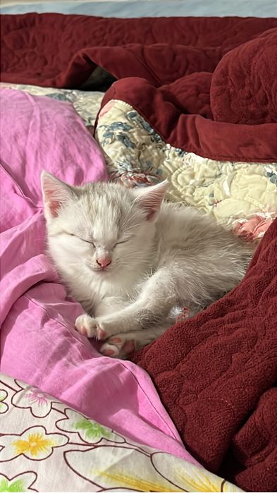 Котенок бесплатно