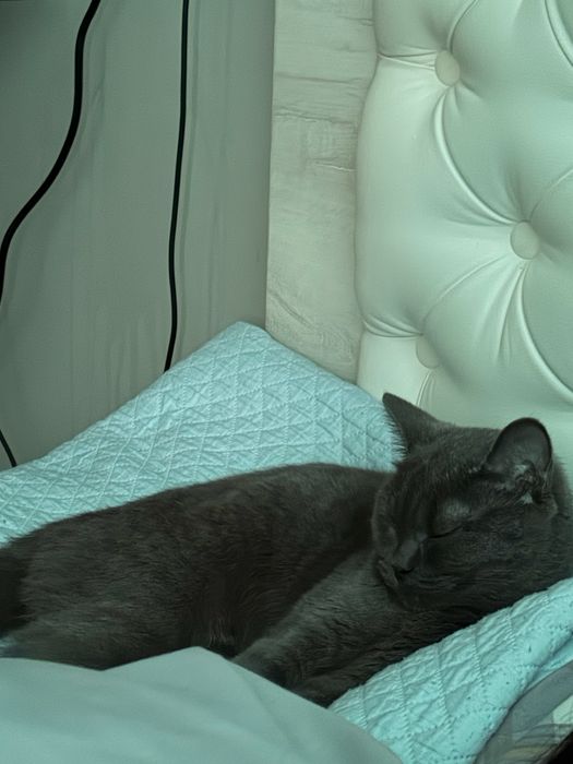 Кошка британская
