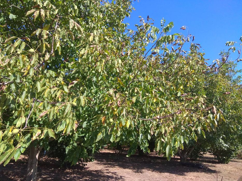 Продава се Земеделски имот в Шумен, Център -  кв.м за 3060 €/дка - Снимка #13