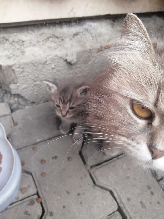 Отдам даром котят