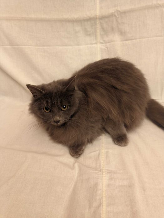 Кошка. Кот. Мушук. Mushuk.