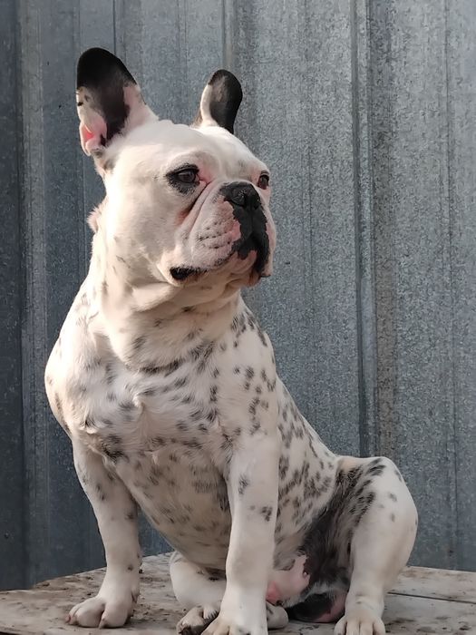 Франсуский  булдок вязка