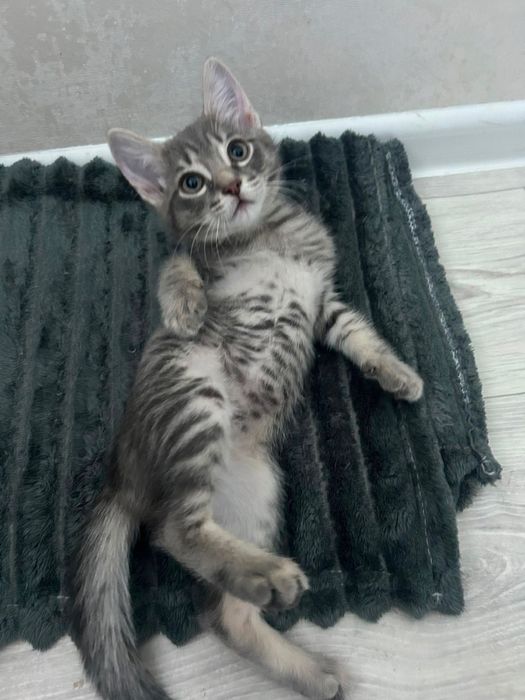 Прекрасный котик в поиске дома