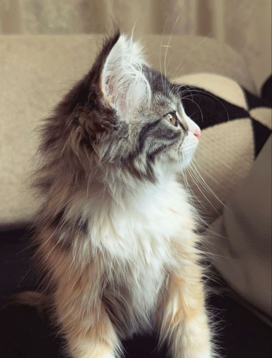 Котёнок норвежская лестная