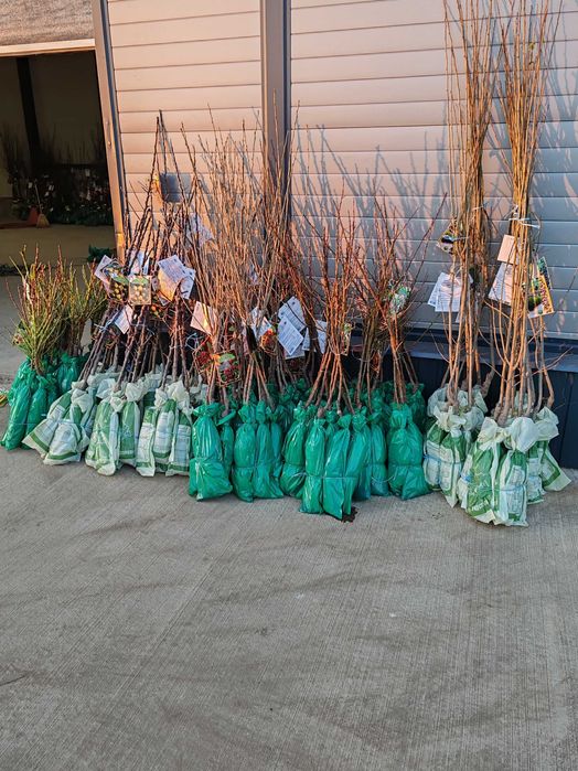 pomi columnari cu radacina ambalata