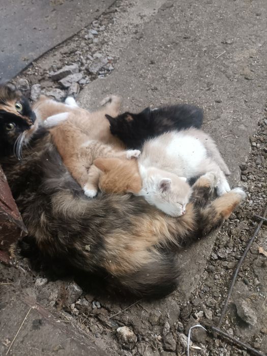 Дарю котят крысыловы