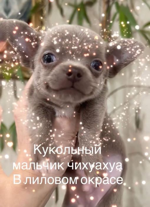 Чихуахуа лиловые мальчики и девочки