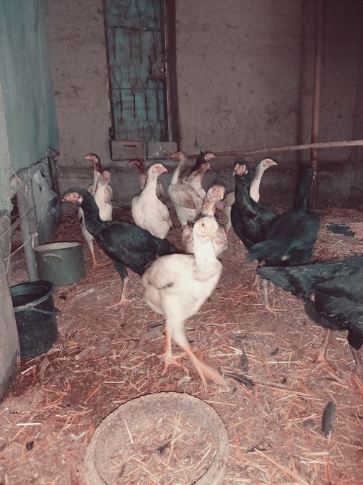 Dakan tuxmlari sotiladi