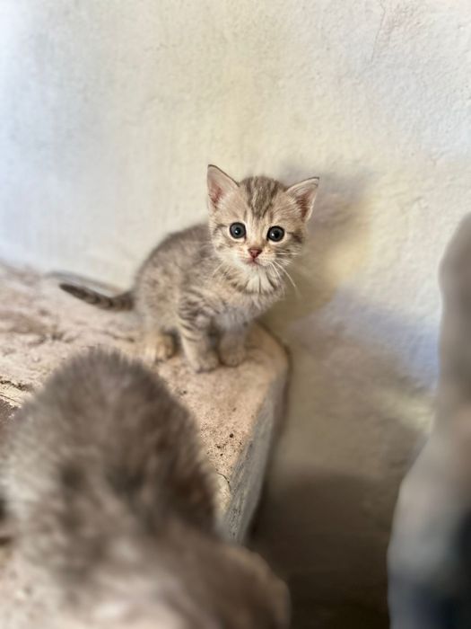 Оддам котят шотладский вислоухи