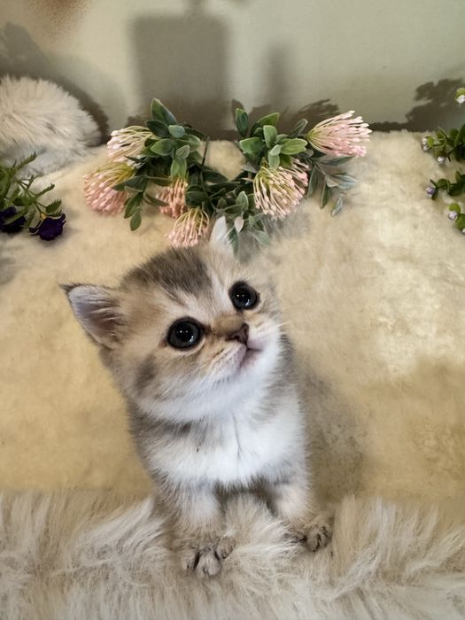 Продается голубое золото, британский мальчик